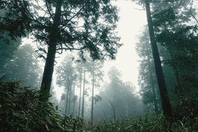 Low angle view of trees in forest against sky