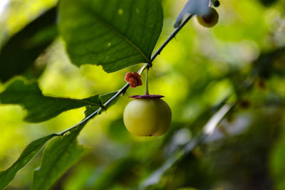 Close-up of insect on plant