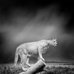 Dramatic black and white image of a puma on black background