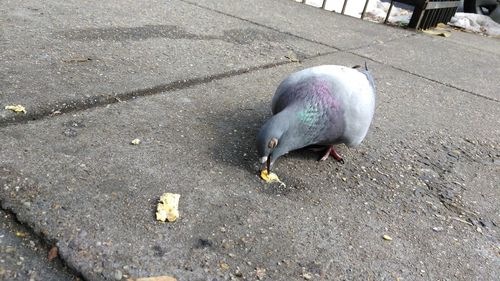 High angle view of bird