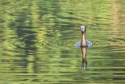 Close-up of duck swimming in lake