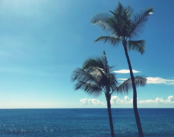 Palm tree by sea against sky