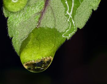 Close-up of wet leaves against black background