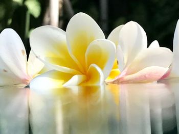 Close-up of yellow flowers