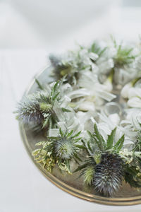 Close-up of plant against white background