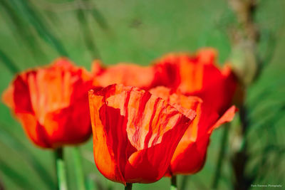 Close-up of red tulips blooming outdoors