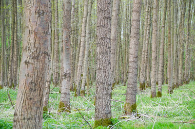 Pine trees in forest