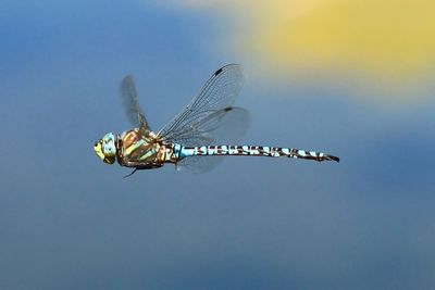 Close-up of dragonfly against sky
