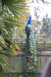 Close-up of peacock perching on tree