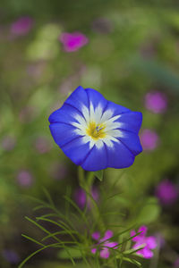 Close-up of purple flowering plant