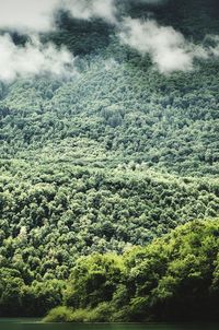 High angle view of trees in forest