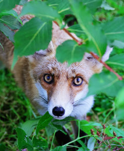 Close-up portrait of a  fox