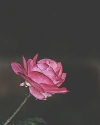 Close-up of pink flowers