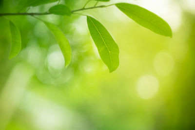 Close-up of fresh green leaves