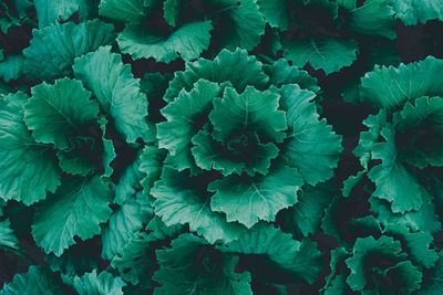 Full frame shot of fresh green plants