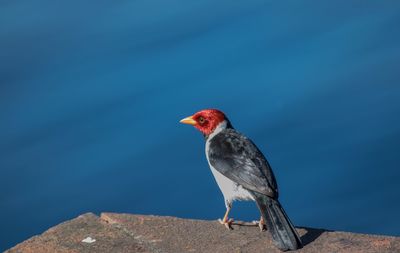 Red crested cardinal, iberá national park, argentina.