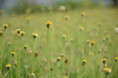 grassland