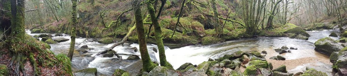 Panoramic view of trees on shore