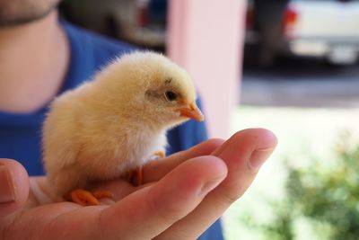 Close-up of a hand holding a bird