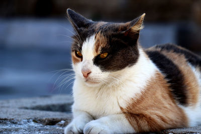 Close-up of a cat looking away
