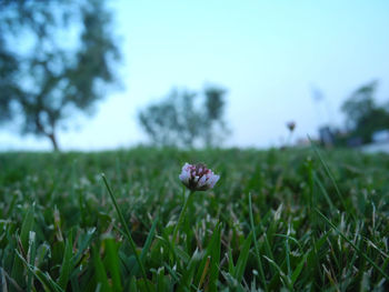 Close-up of flowers growing in field