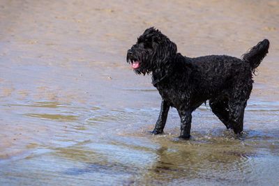 Black dog running on wet beach
