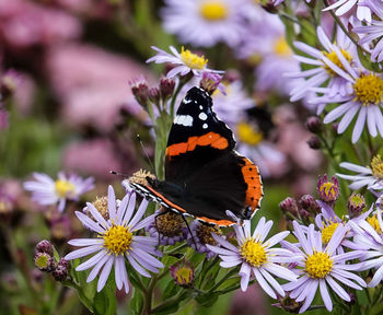 Close-up of butterfly pollinating on flower