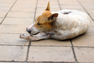 High angle view of a dog sleeping on tiled floor