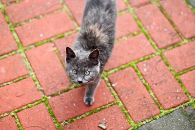 High angle portrait of cat standing on footpath