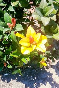 Close-up of yellow flowers blooming outdoors
