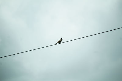 Low angle view of bird perching on cable against sky