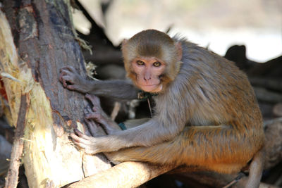 Portrait of monkey on wood in zoo