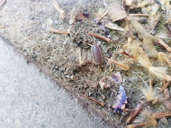 High angle view of insect on plant