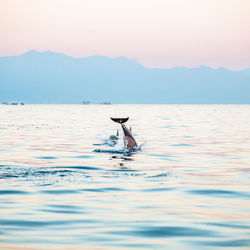 Dolphins in lake against sky during sunset