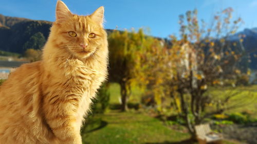 Portrait of ginger cat against sky