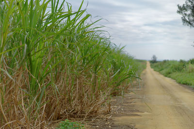 Road passing through field