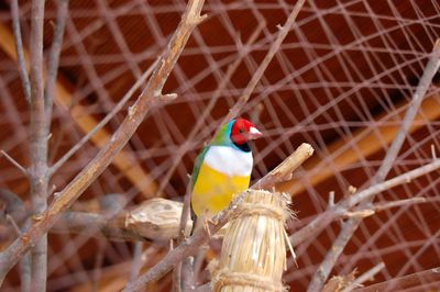 Multi colored bird in nest