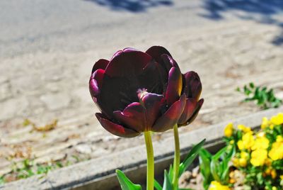 Close-up of pink tulip on field