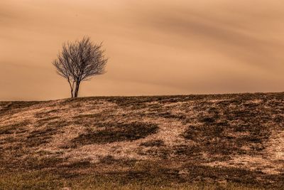 Bare tree on landscape against the sky