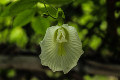 Close-up of white flowering plant