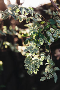 Close-up of white flowering plant