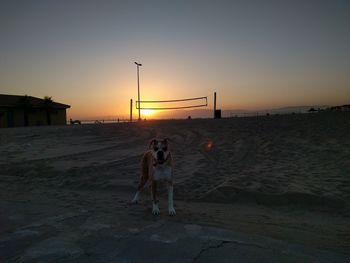 Dog on beach against sky during sunset