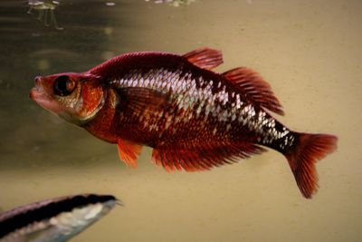Close-up of fish swimming in sea