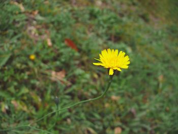 Close-up of yellow flower blooming in field