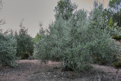 Plants growing on land against clear sky