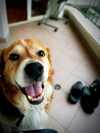 High angle view of dog in balcony