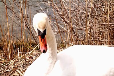 Close-up of bird in lake