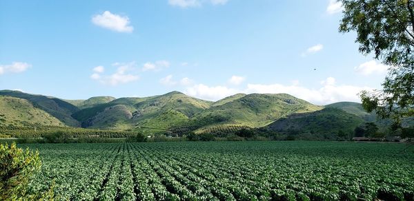 Scenic view of agricultural field against sky