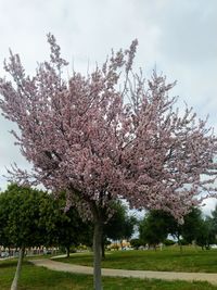View of cherry blossom tree in park