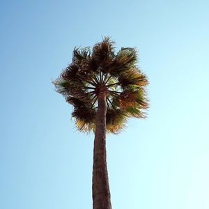 Low angle view of palm tree against clear blue sky